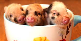 Miniature pigs or mini pigs as pets: Why You Should Never Buy A Micro Pig Holidogtimes