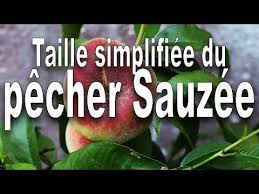 Les Secrets De La Taille Et De La Greffe Des Arbres Fruitiers Bio Taille Peche Plate In 2020 Make It Yourself