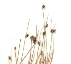 Image result for Isolepis