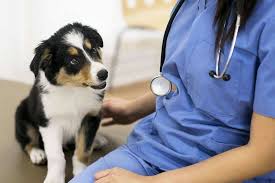 We did not find results for: Scratchpay Vs Carecredit What S The Best Pet Payment And Veterinary Financing Plan Fin Vs Fin