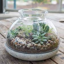 A video on how to take care of cacti and succulents. How To Water Succulents In A Terrarium 46 Spruce Wholesale Supply House