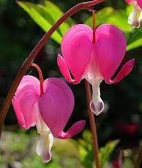 Flickriver Clicks 1000 S Photos Tagged With Flower Bleeding Heart Flower Bleeding Heart Flower Heart