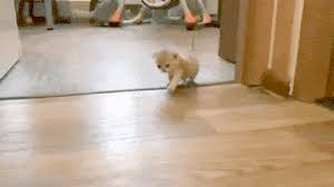We did not find results for: Hit Run Funny Cat Gifs On Make A Gif