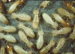 George and mesquite on facebook. Termite Prevention Tips Morgan Termite And Pest Control