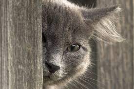 And, depending on the tumour, it can spread to other parts. Tumor Of The Eye In Cats Symptoms Causes Diagnosis Treatment Recovery Management Cost
