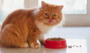Maybe you would like to learn more about one of these? 3 Manfaat Kuning Telur Untuk Makanan Kucing Peliharaan Pintarpet