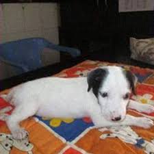 We did not find results for: Adoption Of Dogs Free Mumbai Home Facebook