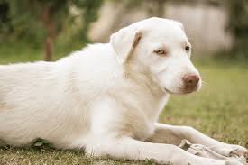 White Lab Interesting Information About White Labradors The Labrador Dog
