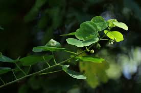 Image result for Adenia gummifera