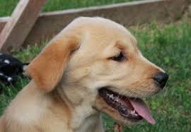 Contact palm beach labrador retriever breeders near you using our free labrador retriever breeder search tool below is a sample search of our labrador retriever breeders with puppies for sale. Teacup Siberian Husky Puppies For Sale Novocom Top