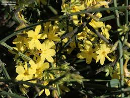 Image result for Jasminum nudiflorum