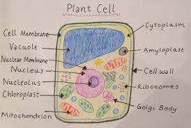 How to draw plant cell easy. Easy Way To Draw Plant Cell Brainly In