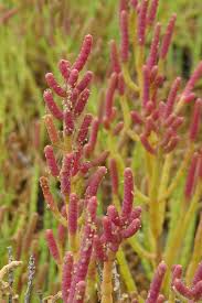 Image result for Sarcocornia perennis