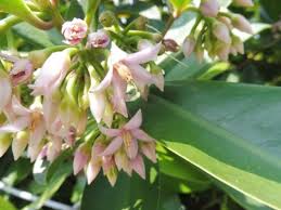 Image result for Ardisia