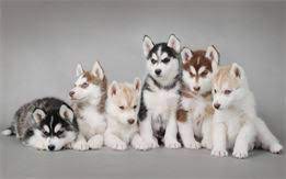 We have decided to adopt two girls from india. The Best Parrots In The World Siberian Husky Puppies For Sale In Nc