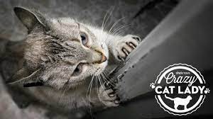 Why Your Cat Won T Stop Scratching When You Close Doors Sheknows