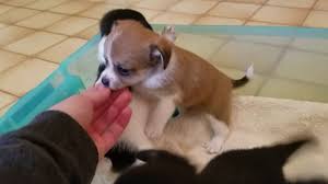 While chihuahuas have straight hair, pomschies have slightly curly hair. Pomchi Puppies 01 18 2019 Youtube