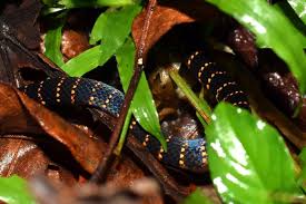 Detail De L Observation Www Faune Guyane Fr Serpents possédant dans la partie postérieure du maxillaire un ou plusieurs crochets à venin. www faune guyane fr