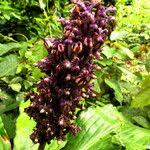 Image result for Palisota ambigua