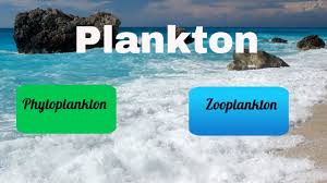 Difference Between Zooplankton And Phytoplankton Youtube