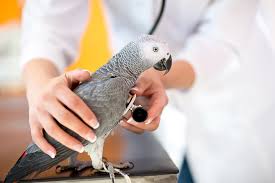 Tempt wild birds into your garden with white or red grapes, preparation is important by washing them before serving to birds, as well has throwing away rotten ones. Can Birds Eat Grapes Vet Explains Pets