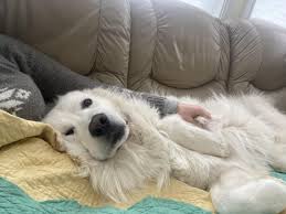 Anyone having issues with Purina Pro Plan? : r/greatpyrenees