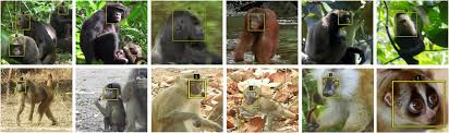 We will also see how to apply. Chimpanzee Face Recognition From Videos In The Wild Using Deep Learning Science Advances