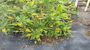 Image result for Sophora inhambanensis