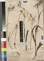 Image result for Aneilema aequinoctiale