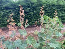 Image result for Macleaya