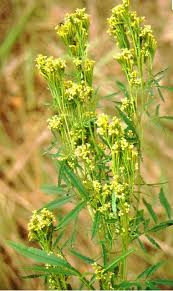 Image result for Schizozygia coffaeoides