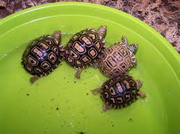 Care And Feeding Of The Hatchling Leopard Tortoise