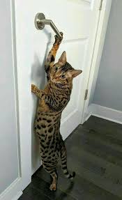 Pin By Winna S On Cats In 2020 Bengal Cat Beautiful Cats Cats
