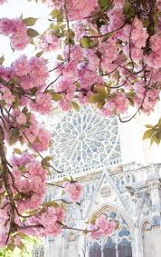 Paris In Bloom Cherry Blossom Season Notre Dame Paris Flowers Cherry Blossom Season Paris Photography