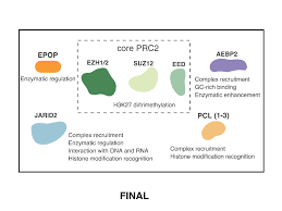 Role of PRC2-associated factor EPOP in mouse embryonic stem cells  differentiation and early development Paul Chammas