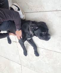 שבוע טוב. מחפשת דוגווקר מדי יום בסביבות השעה 12:00. הכלב מסוג קאנה קורסו  ובן שנה ו4 חודשים. באזור קרית קריניצי-תל השומר.