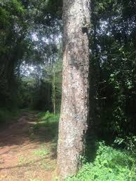 Image result for Afrocarpus usambarensis