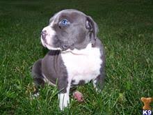 Here with the manmade kennels team and in phenomenal hands. American Pit Bull Puppies For Sale In Michigan
