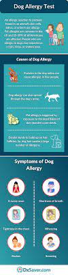 Dog Allergy Test Symptoms Testing Prevention Of Dog Allergy