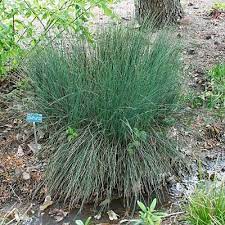 Widely adaptable to a variety of conditions, it is no wonder that juncus patens 'elk blue' is a favorite among designers, architects and landscapers. Juncus Patens Elk Blue Slo Botanical Garden