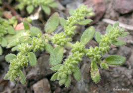 Image result for Vernonia hirsuta