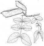 Image result for Brachystegia spiciformis