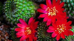 Cactus flower online free where to watch cactus flower cactus flower movie free online Red Cactus Flower Wallpapers Wallpaper Cave