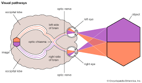 Optic Nerve Anatomy Britannica