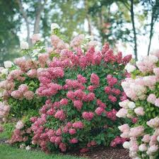 It also works beautifully in landscape situations, like a hedge, mass planting, or foundation planting. Incrediball Blush Hydrangea Spring Meadow Wholesale Liners Spring Meadow Nursery