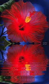 My Secret Diary Beautiful Flowers Beautiful Flowers Wallpapers Flowers Gif