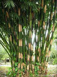 Thirteen species of malaysian bamboo, gigantochloa thoii, g. Gigantochloa Atter Guadua Bamboo