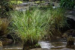 Image result for Trichopteryx marungensis