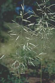 Image result for Eragrostis dinteri