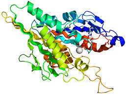 Human Kinesin Motor Domain Crystallographic Protein Structure Good Presentation Bowser Presentation